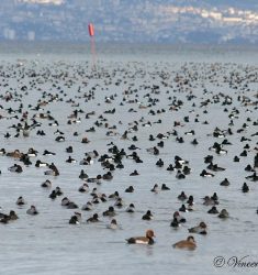 Sortie ornithologique guidée dans la réserve naturelle des Grangettes