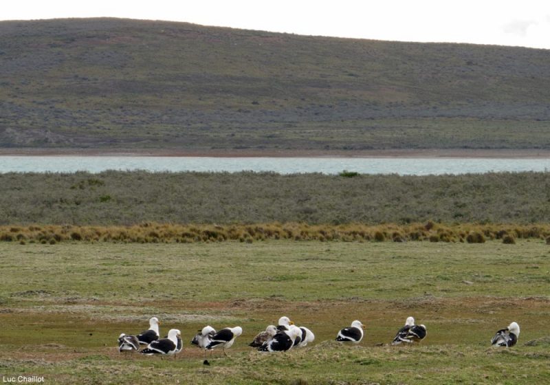 Périple ornithologique au Chili durant le printemps austral, de la Terre de Feu à la réserve nationale Rio Los Cipreses