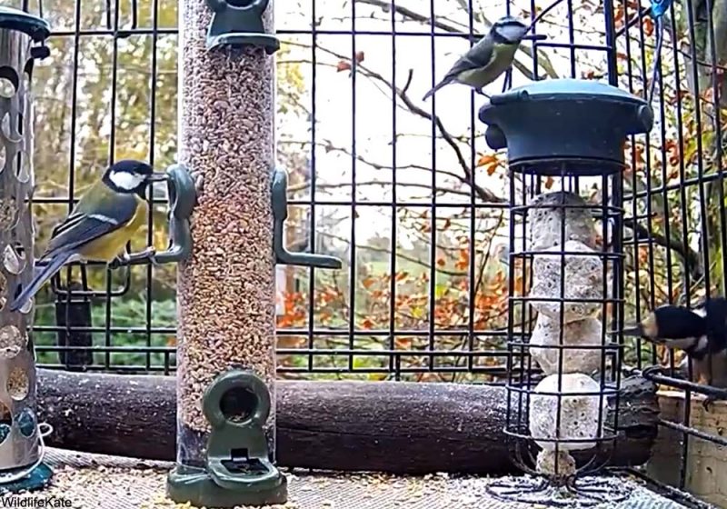 Comment faciliter la cohabitation entre grandes et petites espèces d’oiseaux aux mangeoires ?