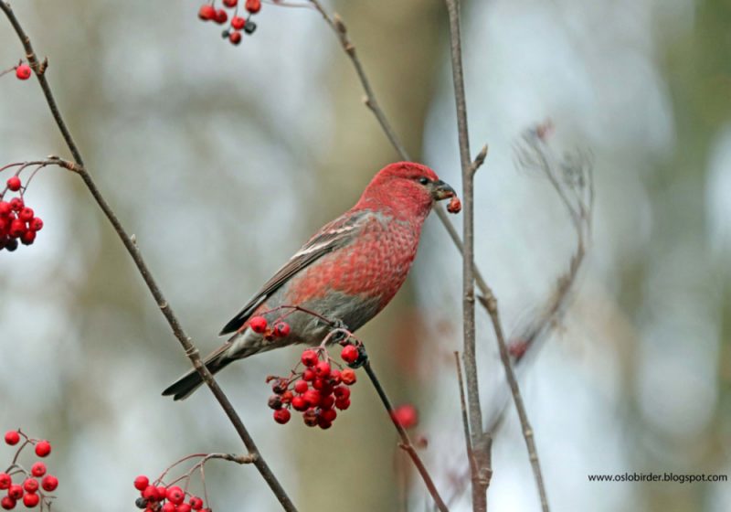 Afflux de Durbecs des sapins dans le sud de la Scandinavie depuis le mois d’octobre 2021