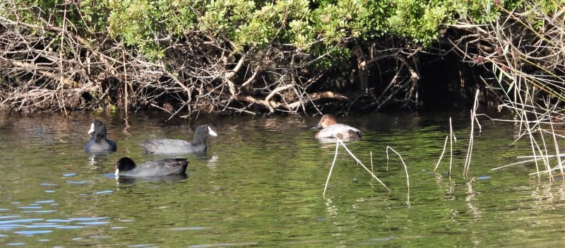 Fuligule milouin en Corse