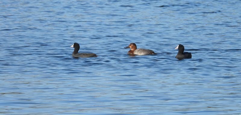 Fuligule milouin femelle en Corse
