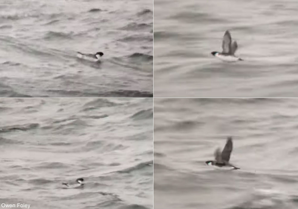 Guillemot à cou blanc (Synthliboramphus antiquus)