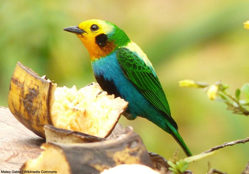 Bonne surprise concernant la densité de Callistes multicolores dans la cordillère Centrale (Colombie)