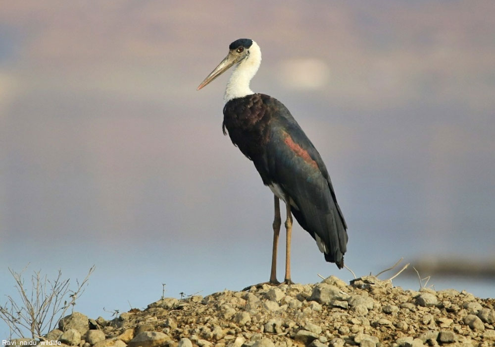 Cigogne épiscopale (Ciconia episcopus)
