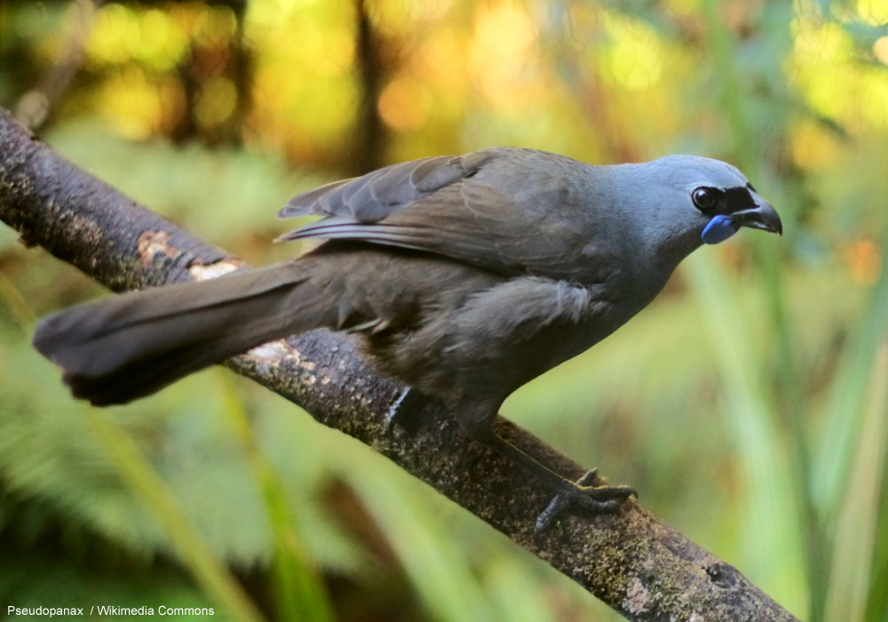 Glaucope cendré (Callaeas cinereus) de la sous-espèce wilsoni