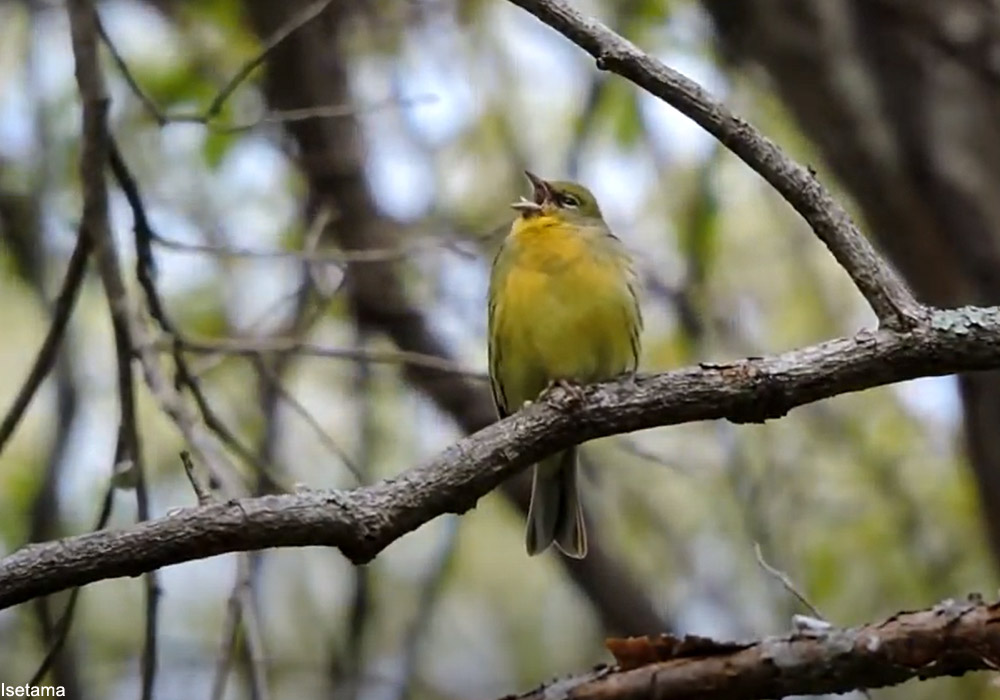 Bruant du Japon (Emberiza sulphurata) mâle