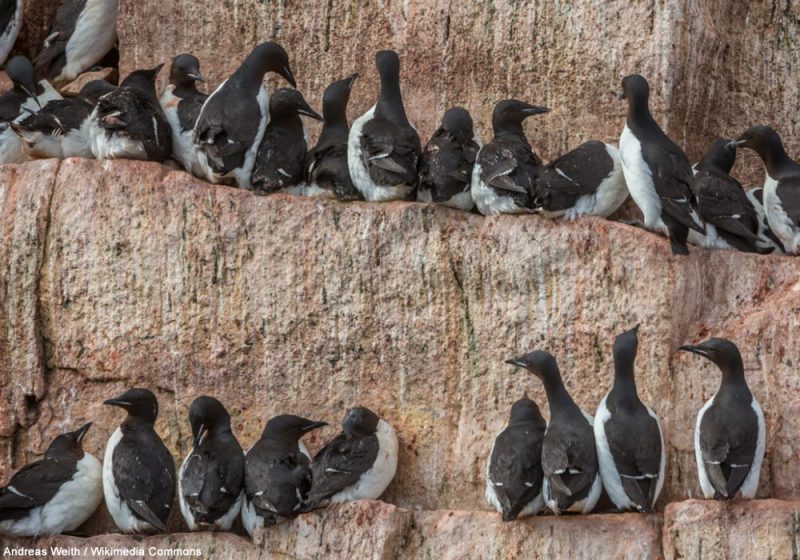 Comment la population de Guillemots de Brünnich du nord-ouest de l’Islande parvient-elle à rester stable ?