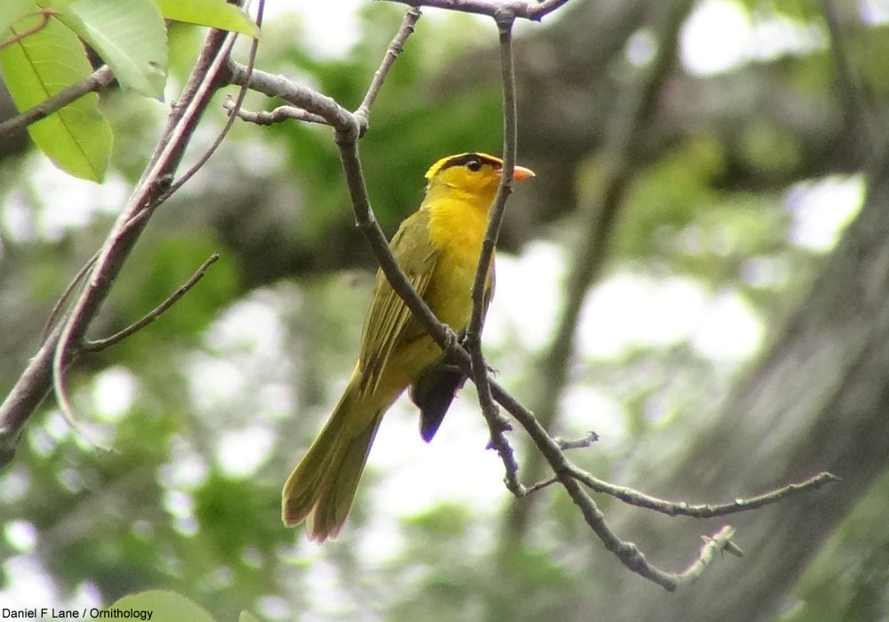 Tangara inti (Heliothraupis oneilli) mâle