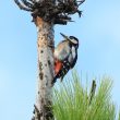 Pic épeiche de la sous-espèce des Canaries