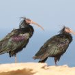 Ibis chauves au Maroc