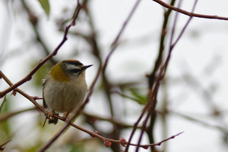 Roitelet triple-bandeau