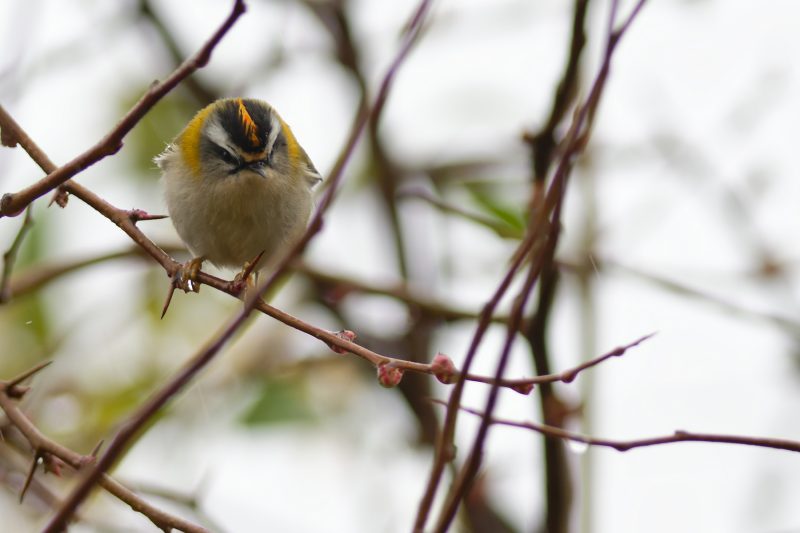 Roitelet triple-bandeau
