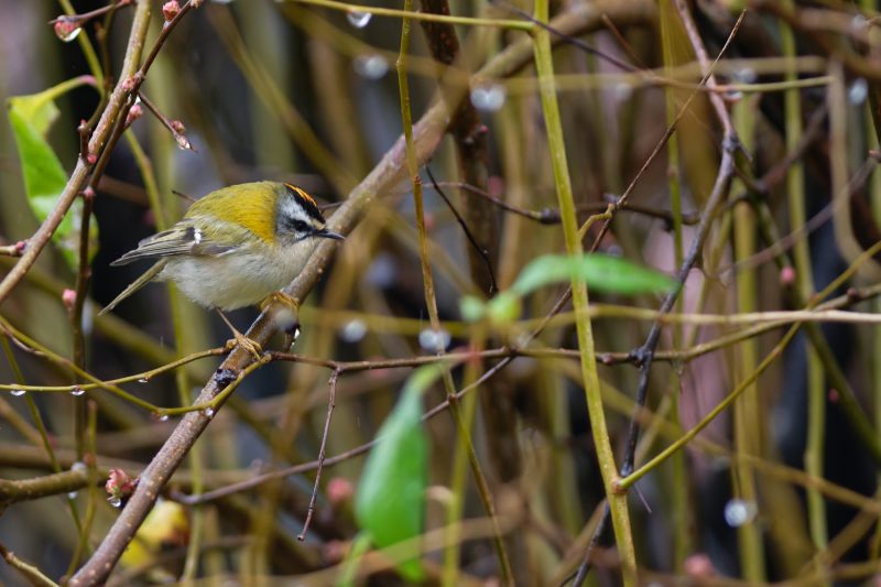 Roitelet triple-bandeau