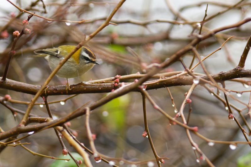 Roitelet triple-bandeau