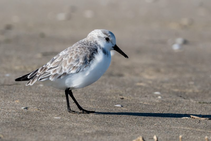 Bécasseau sanderling en Camargue