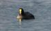 1-Foulque macroule | Fulica atra | Eurasian Coot