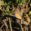 Robin à flancs roux de première année