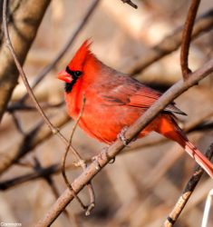 122ème Recensement des Oiseaux de Noël ou Christmas Bird Count