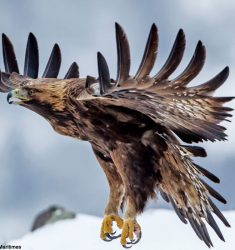 Exposition « Des plumes et des parcs »