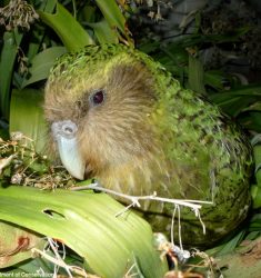 Exposition « L’oiseau rare, de l’hirondelle au kakapo »