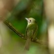 Description d’une nouvelle espèce d’oiseau en Amazonie, le Platyrhynque ou Bec-plat cryptique