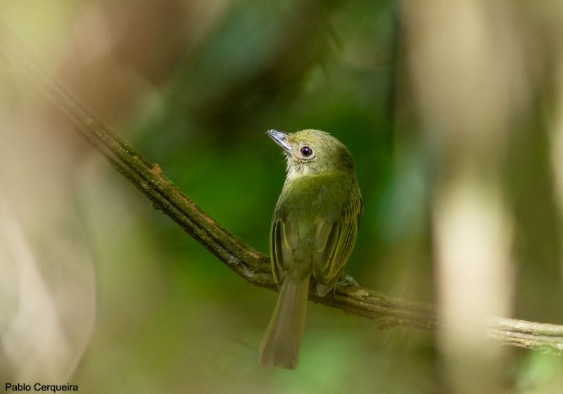 Description d’une nouvelle espèce d’oiseau en Amazonie, le Platyrhynque ou Bec-plat cryptique