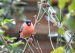 4-Bouvreuil pivoine | Pyrrhula pyrrhula | Eurasian Bullfinch
