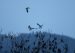 20-Elanion blanc | Elanus caeruleus | Black-winged Kite