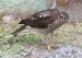 1-Epervier d&rsquo;Europe | Accipiter nisus | Eurasian Sparrowhawk