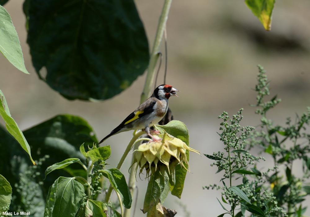 Quelles graines donner aux oiseaux pour les attirer au jardin