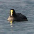 D’étranges foulques avec une plaque frontale jaune observées en France et en Suisse
