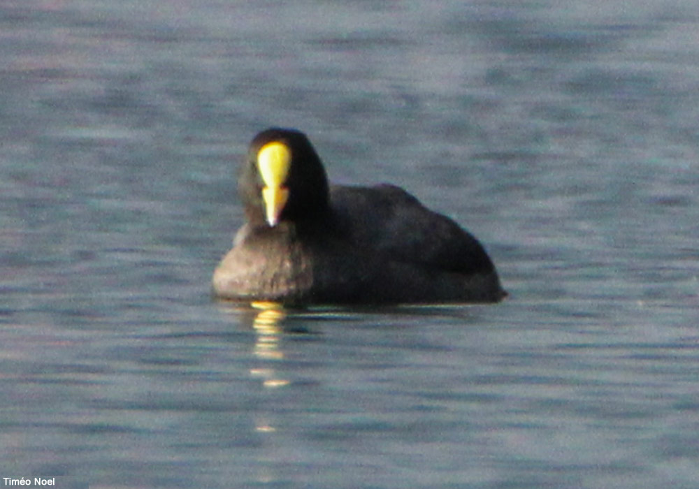Foulque macroule (Fulica atra) avec une plaque frontale et un bec jaunes
