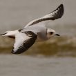 Mouette de Ross à Leffrinckoucke (Nord)