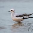 Mouette de Ross sur les plages du Nord