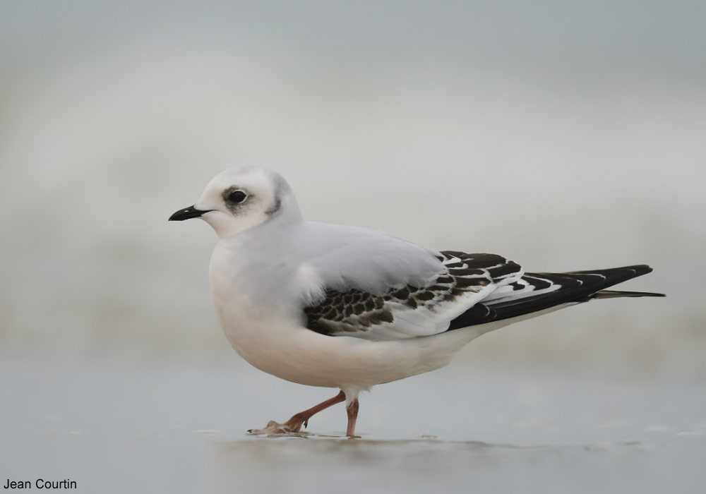 Mouette de Ross (Rhodostethia rosea) de première année