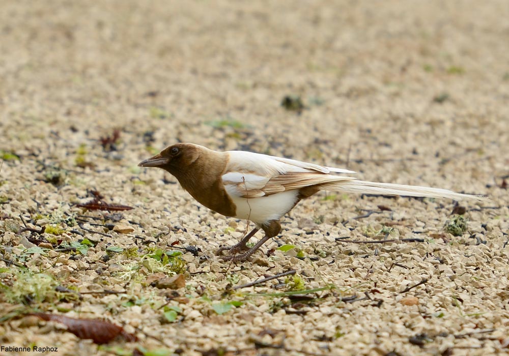 Pie bavarde (Pica pica) atteint d'une mutation brune du plumage