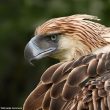 Une nouvelle estimation de la population de Pithécophages des Philippines (ou Aigles des singes)