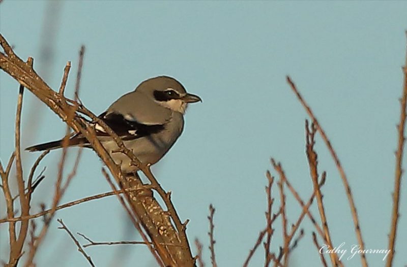 Pie-grièche méridionale en Crau
