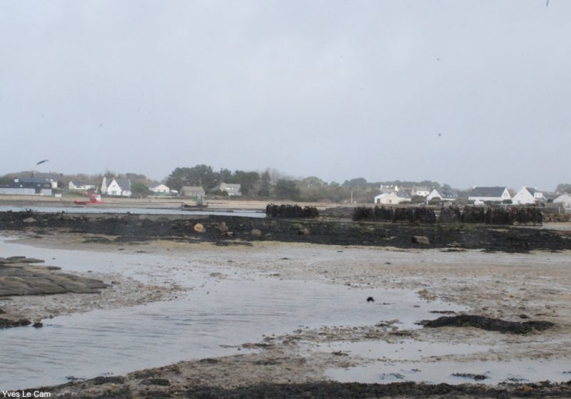 Où observer les oiseaux dans la baie de Plouharnel (Morbihan) ?
