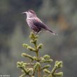 Concilier les plantations de sapins de Noël et la conservation des oiseaux