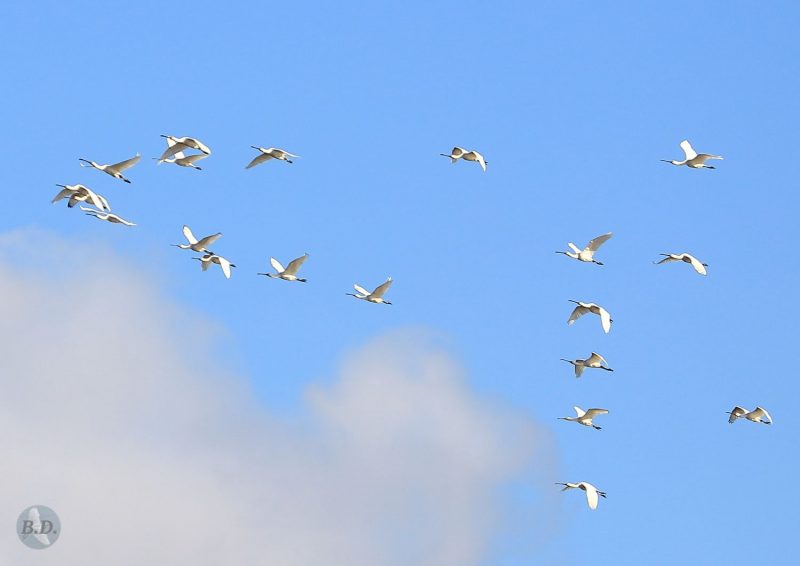 Spatules blanches en Brenne