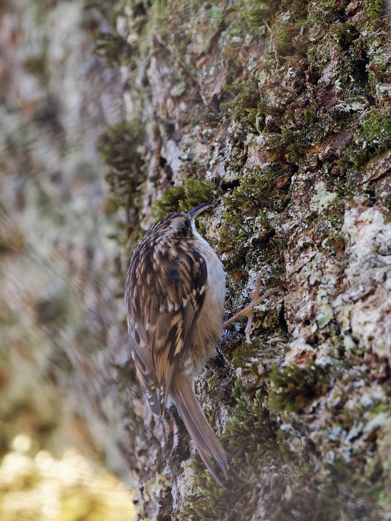 Grimpereau des jardins