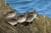 17-Bécasseau violet | Calidris maritima | Purple Sandpiper