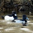 Fuligule à bec cerclé sur l&rsquo;étang du Curnic