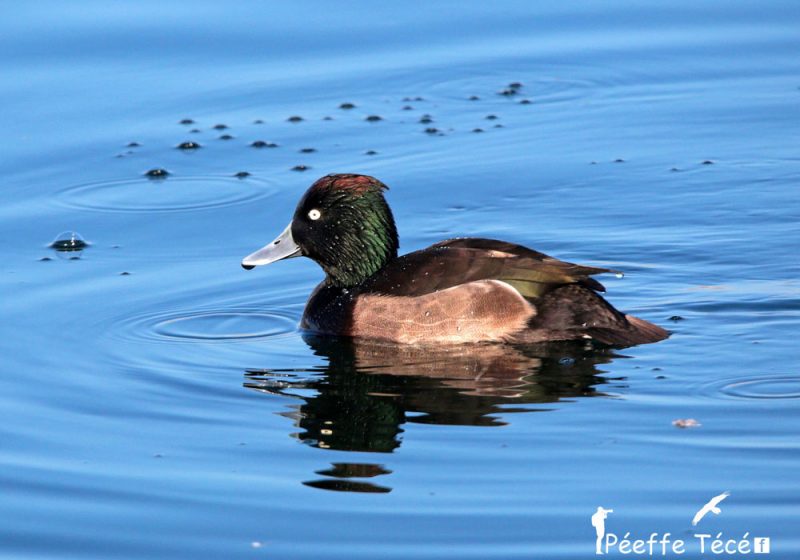 Probable Fuligule hybride morillon x nyroca