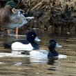 Fuligule à tête noire sur l’étang du Curnic