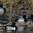 Observer les oiseaux de l’étang du Curnic, près de Guissény (Finistère)