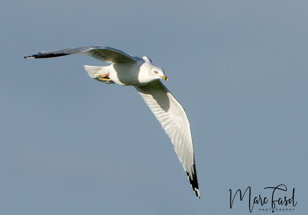 Goéland à bec cerclé (Larus delawarensis)