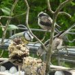 Mésange bleue, Orites à longue queue et mangeoire « maison »